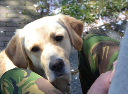 Buddyhond PTSS zit met zijn kop tussen de knieën van een man in camouflagebroek