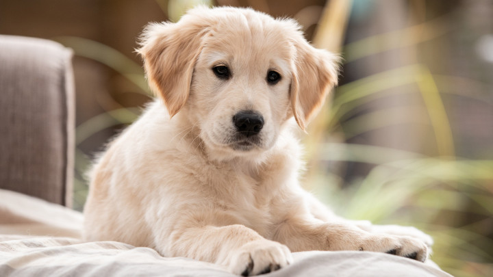 pups nieuwsgierig kijkend vanuit hun bench