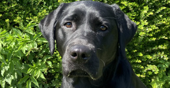 Hulphond in opleiding Ruby