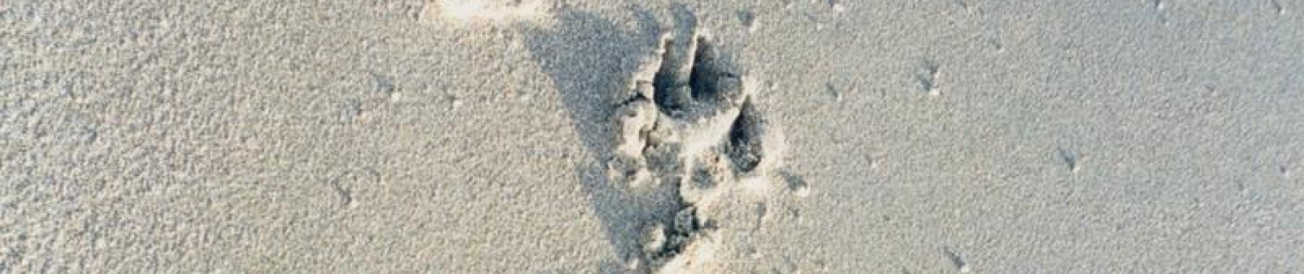Afdrukken van hondenpootjes in het zand