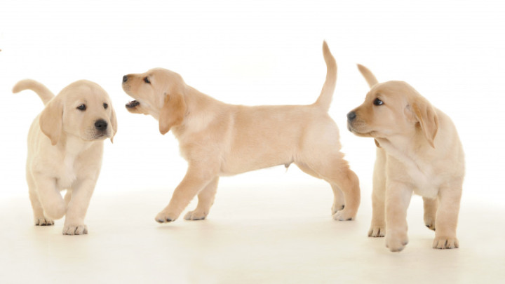 Rijtje blonde pups naast elkaar op een witte achtergrond