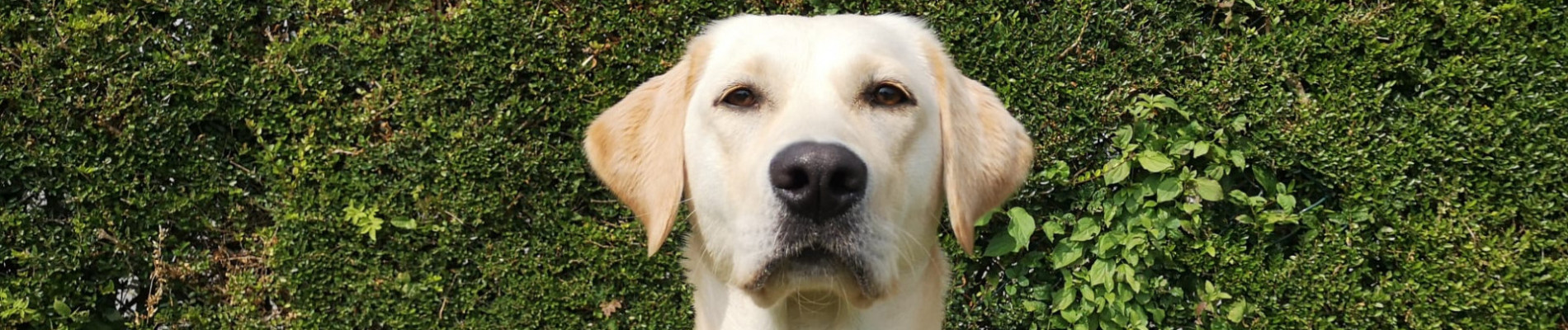 portret van de blonde labrador/golden mix Dronne