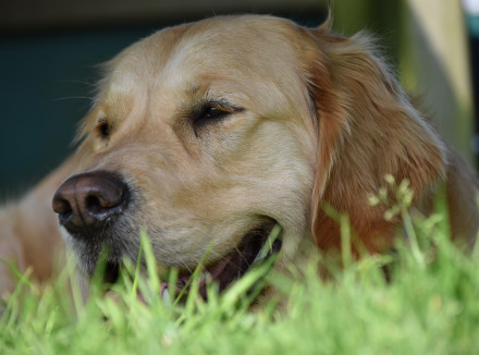 hond ligt lekker op het gras in de schaduw