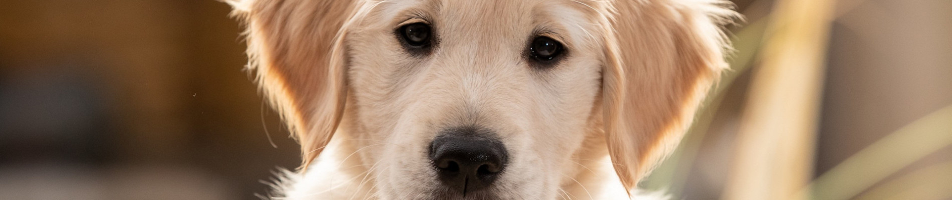 Close-up van een blonde pluizige pup