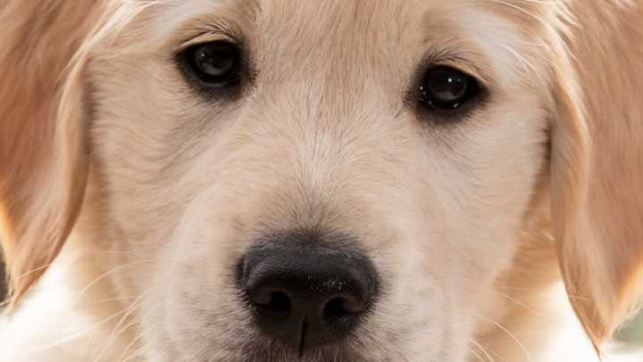 Close-up van een blonde pluizige pup