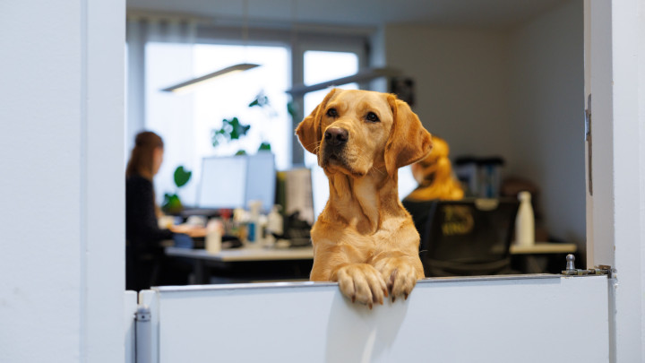 hond kijkt over het randje van een kantoor heen