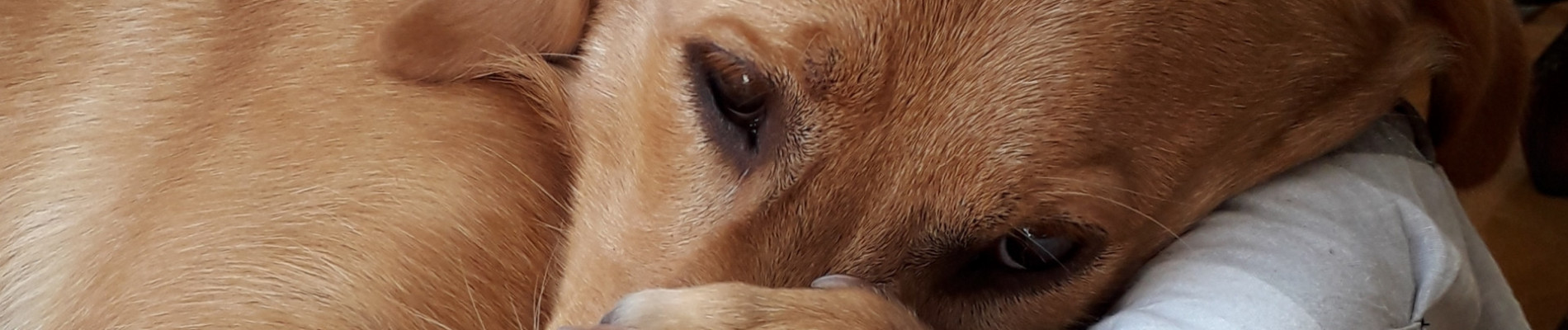 labrador ligt in haar mand met een poot op haar snoet