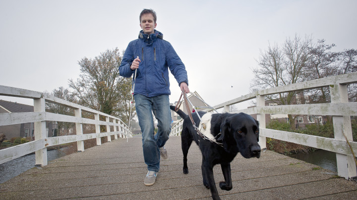 Blinde baas loop met zwarte labrador in tuig over een brug