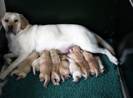 Foto van moederhond Nine met pups