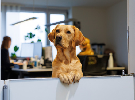 hond kijkt op kantoor over een halfhoog deurtje heen