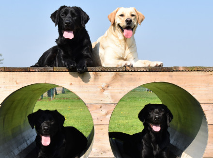 4 honden op een speeltoestel