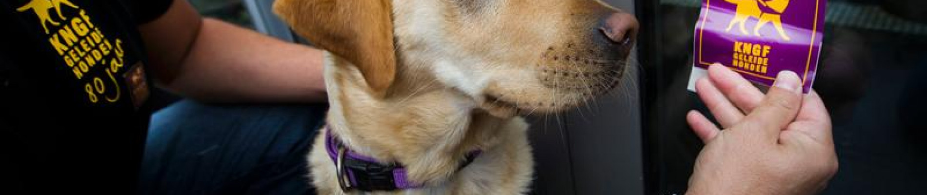 Hond in tuig staat naast deur met daarop een 'geleidehonden welkom' sticker