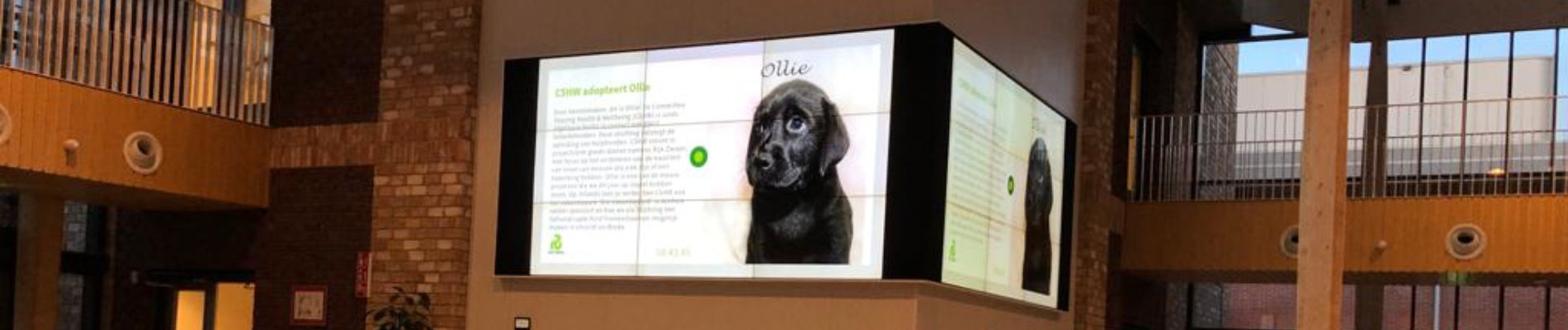 Afbeelding van pup Ollie op een scherm in een grote ruimte