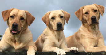 drie labradors op een rij