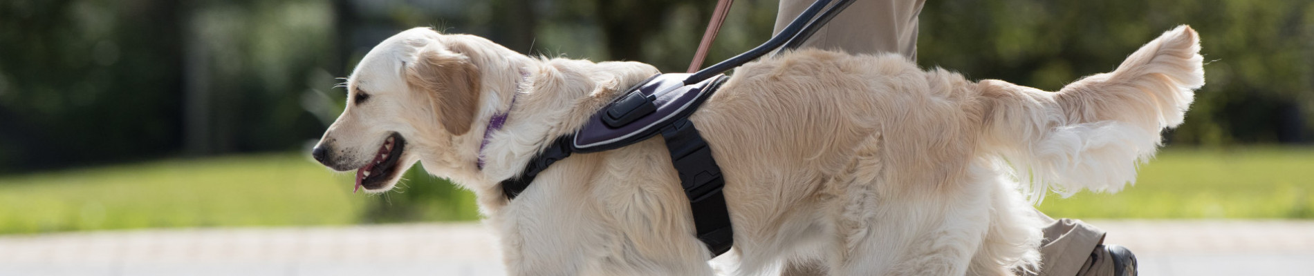 Trainer lopend met blindengeleidehond in paars tuig