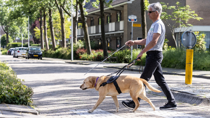 Ruud steekt de straat over bij een zebrapad met zijn blindengeleidehond
