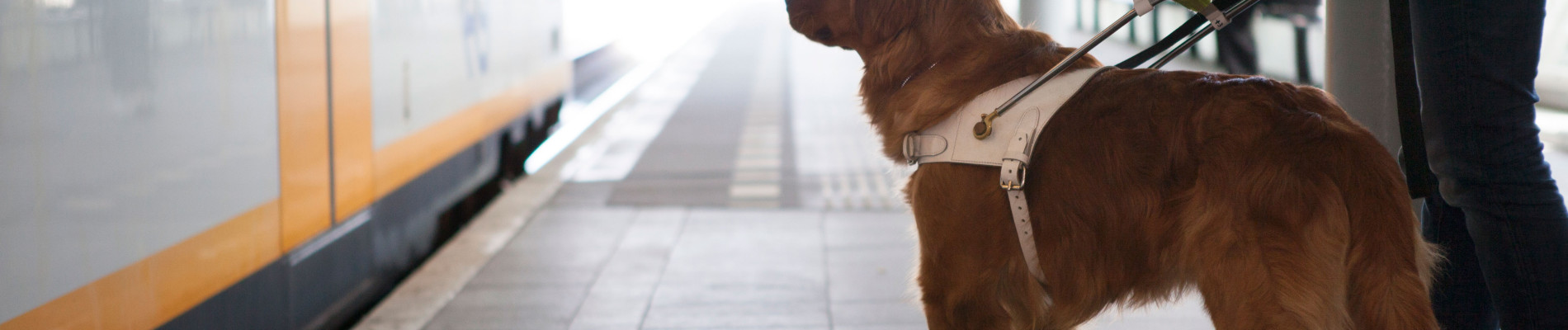 Blindengeleidehond staat met baas op een perron naast de trein