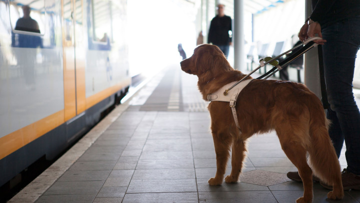 Blindengeleidehond staat met baas op een perron naast de trein