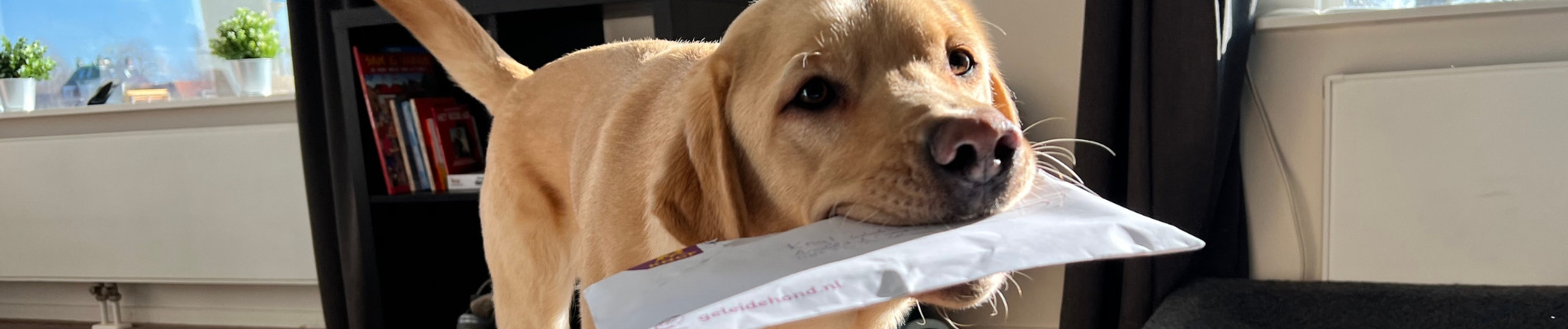 blonde hond met een envelop in zijn bek