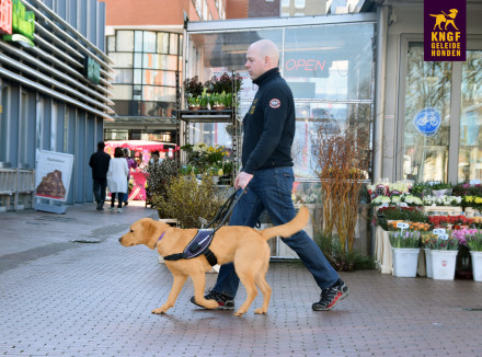 Wortelextract geeft blindengeleidehond beter zicht -1 april grap 2017