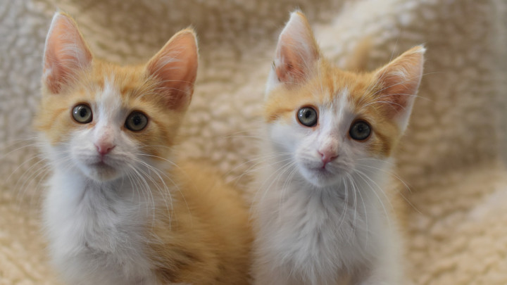 De rood-wit gevlekte kittenbroertjes Razzle en dazzle naast elkaar