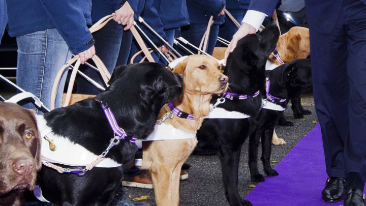 Honden op een rij bij bezoek koning