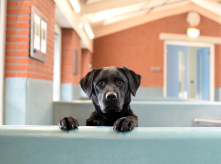 zwarte hond kijkt over randje in de kennel heen