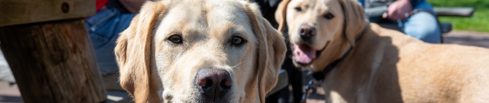 2 blonde honden buiten op het KNGF-terrein