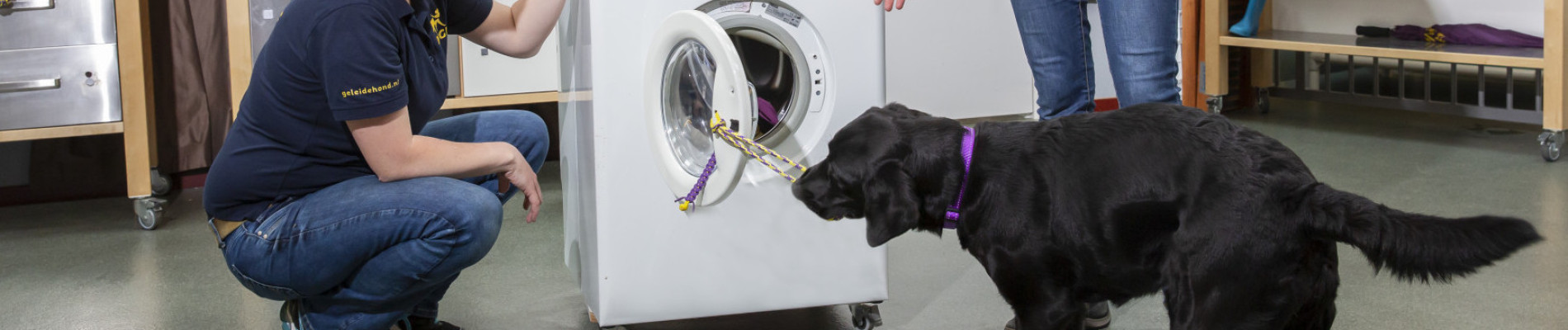 Zwarte pup tegen witte achtergrond