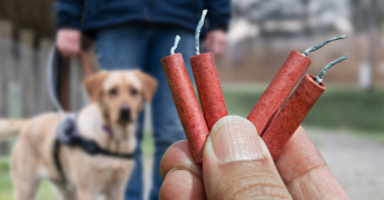 vuurwerk en hond