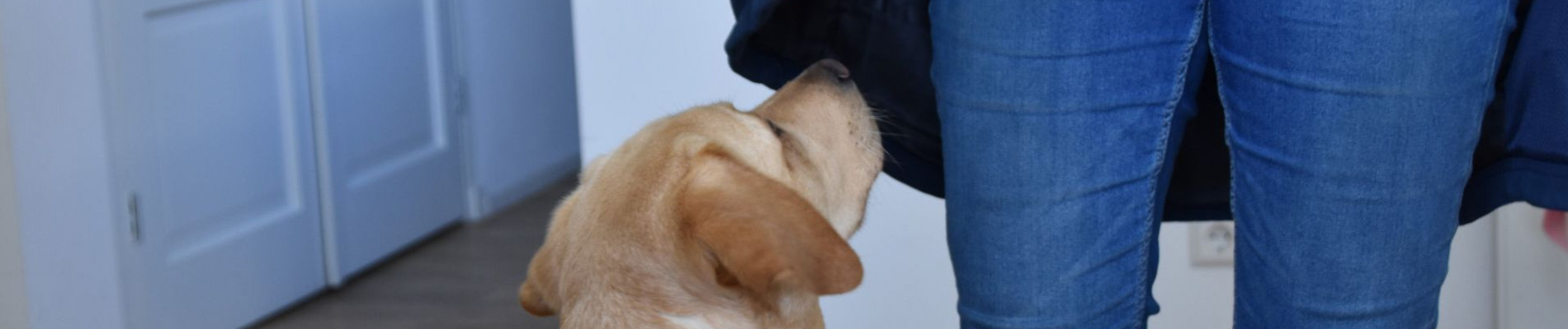 Tamara en haar assistentiehond Rebble