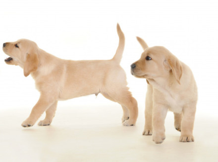 Rijtje blonde pups naast elkaar op een witte achtergrond