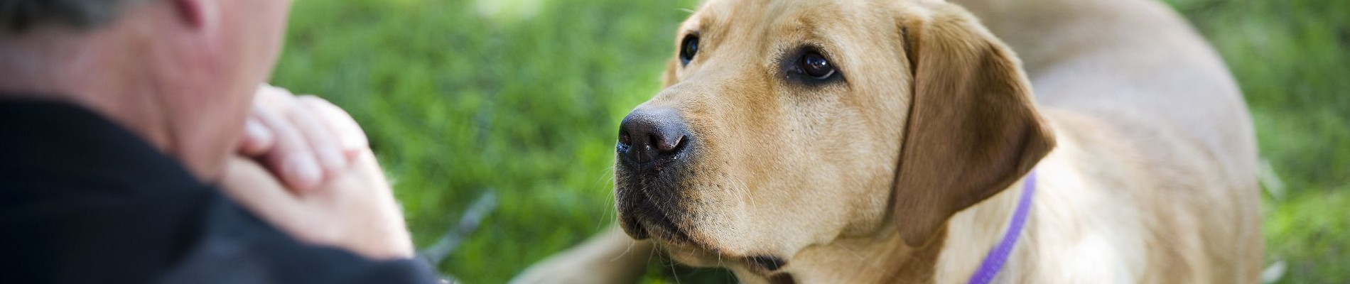 Een witte labrador