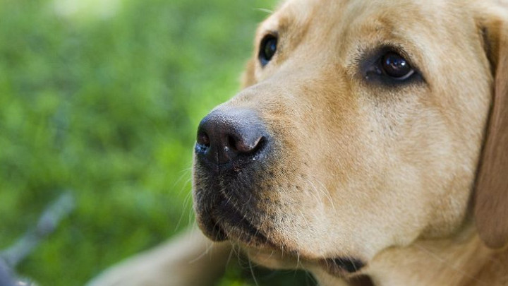 Een witte labrador