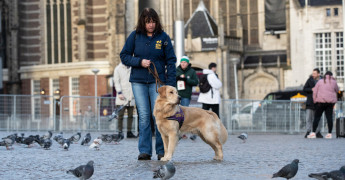 Geleidehond in opleiding in de stad