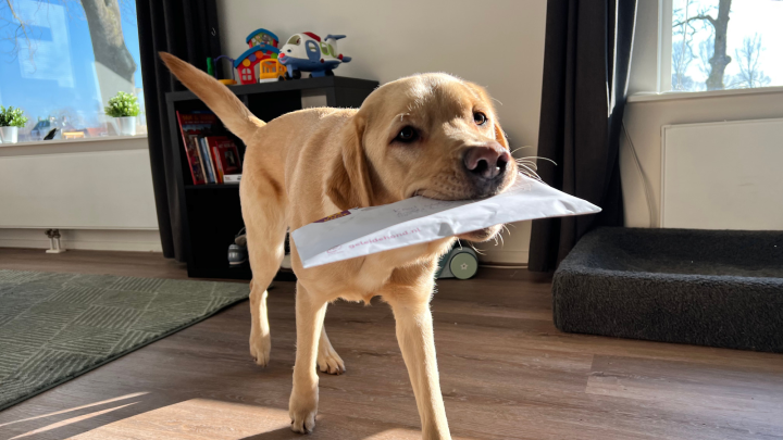 blonde hond met een envelop in zijn bek