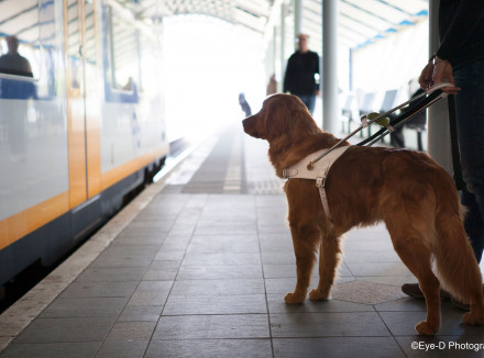 Blindengeleidehond staat met baas op een perron naast de trein