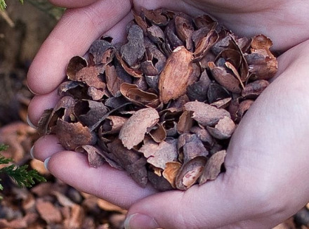 Twee handen gevuld met cacaodoppen