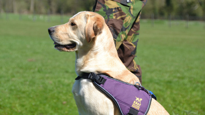 Blonde hond en baasje liggen in het gras