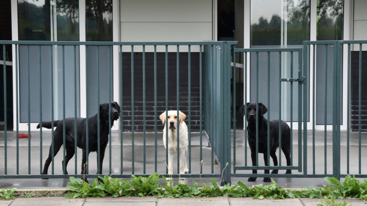 Drie honden in de buitenkennels