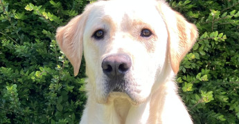 Hulphond in opleiding Sam