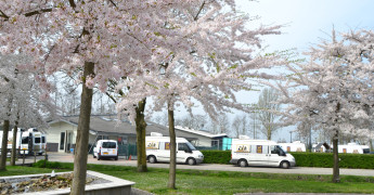 het KNGF-terrein met bloesembomen