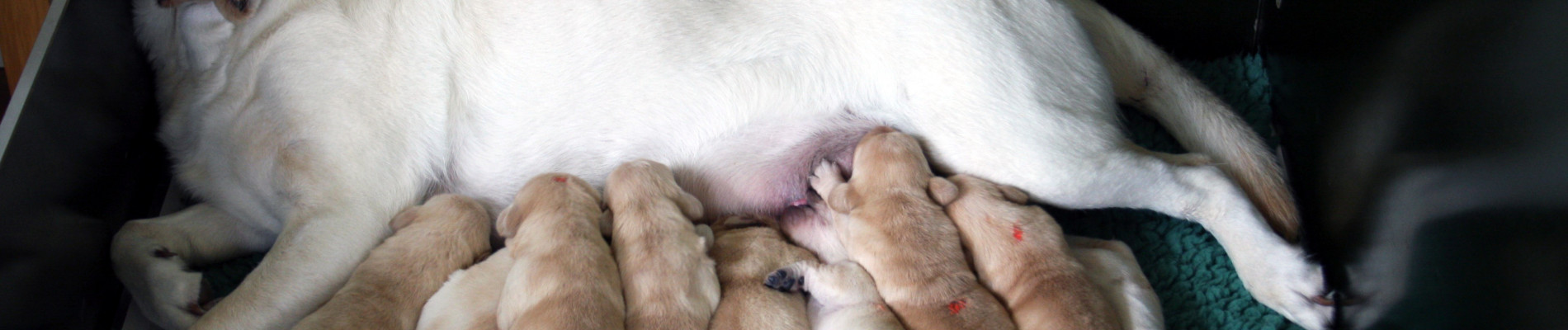 Foto van moederhond Nine met pups