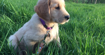 Jonge pup in het gras