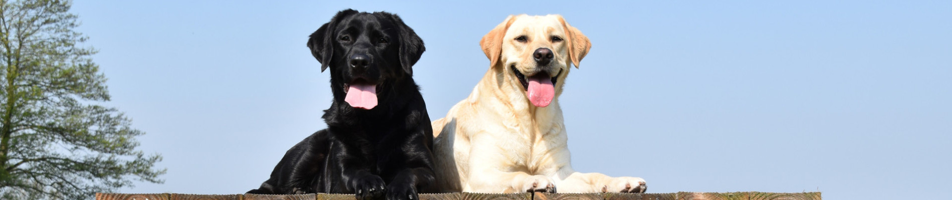 4 honden op een speeltoestel