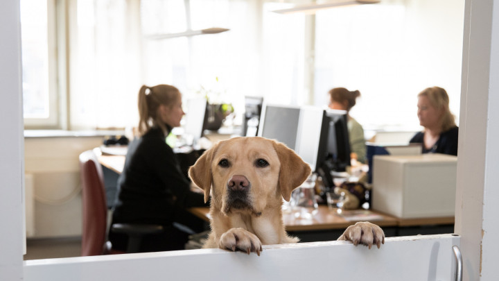 blonde hond kijkt over randje van kantoorkamer heen