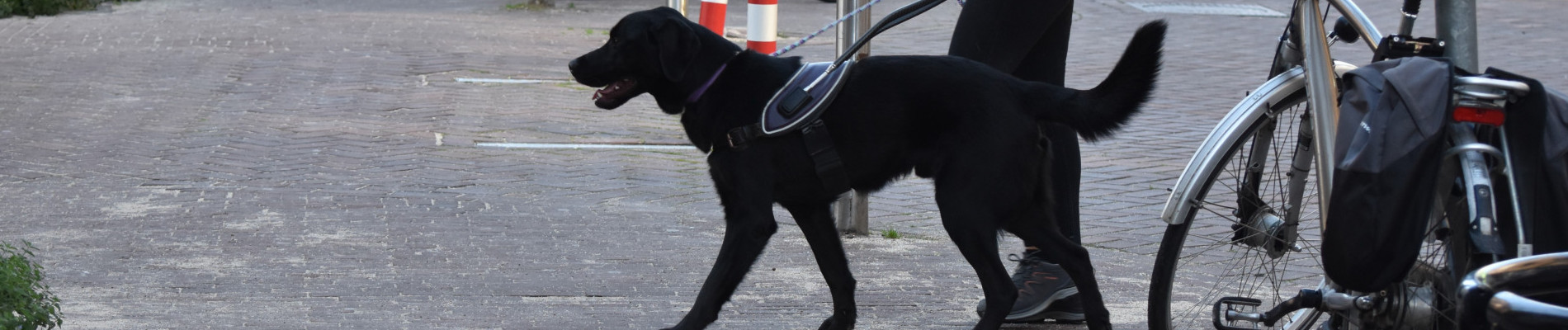 zwarte labrador in kngf-tuig loopt met trainer op straat