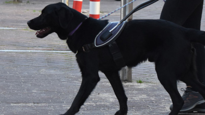 zwarte labrador in kngf-tuig loopt met trainer op straat