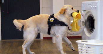assistentiehond helpt bij het uitladen van een wasmachine