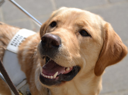 Blonde blindengeleidehond kijkt op naar zijn baas